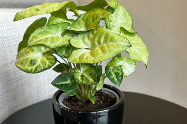 9cm Table Top Mix Variety Thumbnail2.jpg